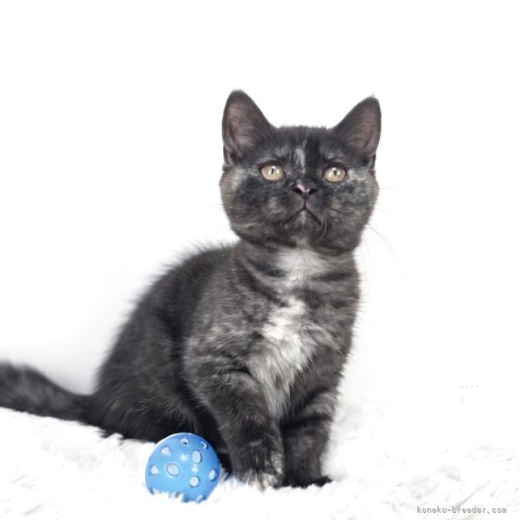 足の長いマンチカン マンチカン(長足)【福島県・男の子・2025年5月24日・クリーム