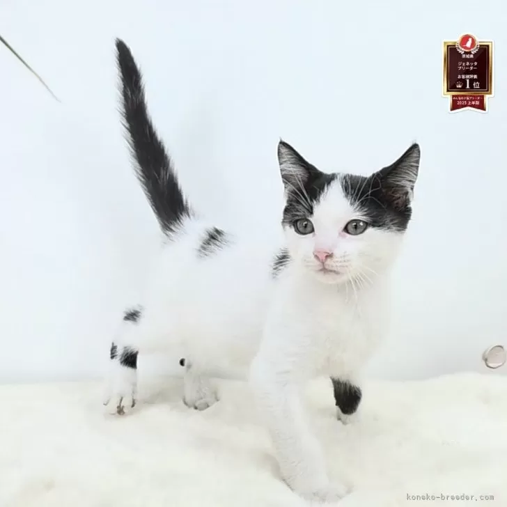 マンチカン(長足)【茨城県・男の子・2025年6月14日・ブラック&amp;ホワイト】の写真1