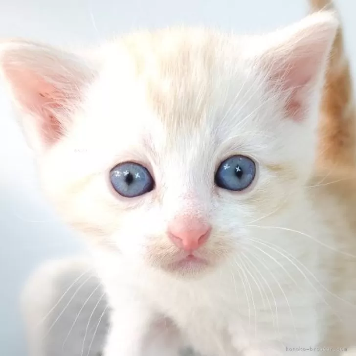ID：2412-02508の子猫