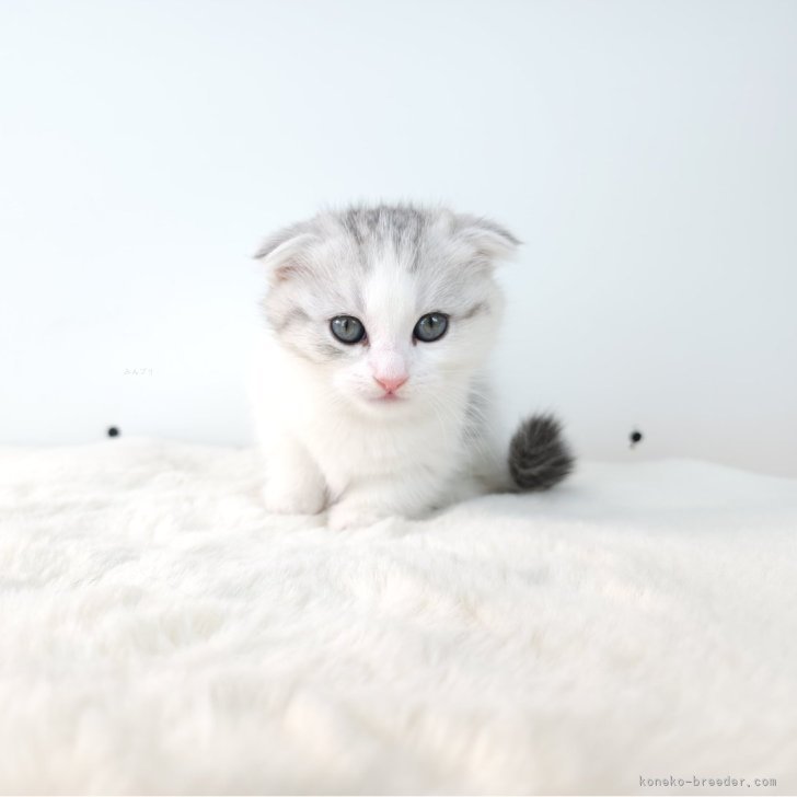 猫の目 キャッツアイ パール レディースzge07 アクセサリー