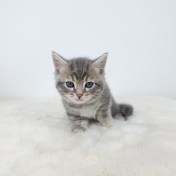 ジェネッタ【茨城県・男の子・2025年2月1日・ブルークリーム】の写真「綺麗なブルーの短足くん️🩵」