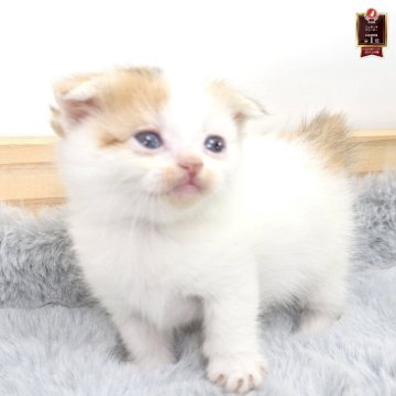 マンチカン(短足)【茨城県・女の子・2025年10月19日・キャリコ】の写真「かわいさ満点すぎる！！」