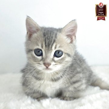 ジェネッタ【茨城県・女の子・2025年9月12日・ブラウンタビー】の写真「おっとり天使♥️」