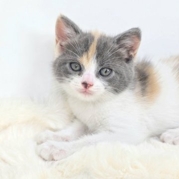 マンチカン(長足)【茨城県・女の子・2025年5月22日・クリームタビーホワイト】の写真「七夕の翌日、出会ってしまいましたね✨」