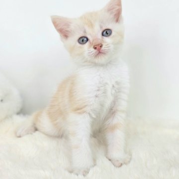 マンチカン(長足)【茨城県・女の子・2025年6月6日・クリームタビー】の写真「私がクリーム界隈で1番でしょうか？」