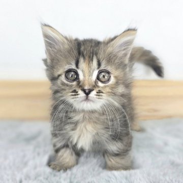 マンチカン(短足)【茨城県・女の子・2025年9月9日・シルバータビー&ブラウン】の写真「かわいさたっぷり💯」