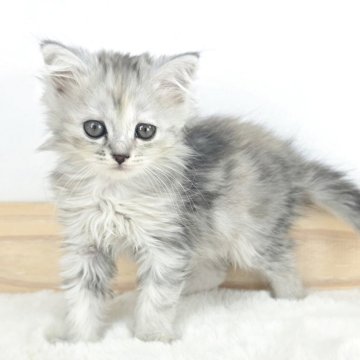 マンチカン(長足)【茨城県・女の子・2025年9月9日・シルバータビー&ホワイト（セミロング）】の写真「きみに夢中♥️」