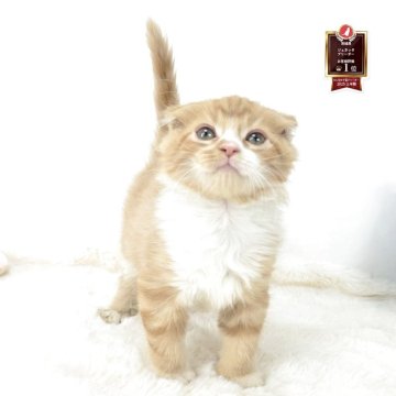 マンチカン(長足)【茨城県・男の子・2025年8月4日・レッドタビー&ホワイト 肩まで白くない（セミロング）】の写真「遊ぶのが大好きで耳おれかわゆ🩵」