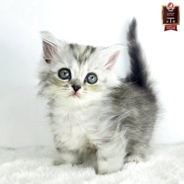 マンチカン(長足)【茨城県・女の子・2025年9月9日・ダイリュウトキャリコ（セミロング）】の写真「一目惚れ間違いなしのプリンセス♥️👑」