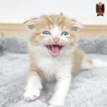 マンチカン(長足)【茨城県・男の子・2025年10月19日・レッドタビー&ホワイト】の写真「表情豊かでかわいいね！！」