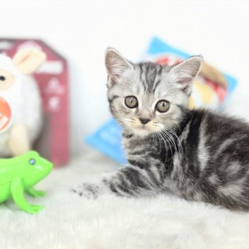 マンチカン(長足)【茨城県・男の子・2025年5月1日・シルバータビー】の写真「抱っこ好きです😊」