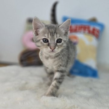 ジェネッタ【茨城県・女の子・2025年2月19日・ブルースポテッドタビー】の写真「猫界のベルバラとは私の事！」