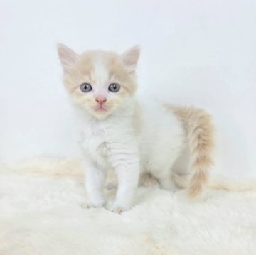 マンチカン(長足)【茨城県・男の子・2025年5月29日・クリームホワイト】の写真「一緒に遊びませんか？」