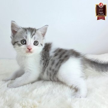 マンチカン(長足)【茨城県・男の子・2025年9月16日・シルバーパッチドタビー&ホワイト】の写真「きゅるるんな男の子🩵」