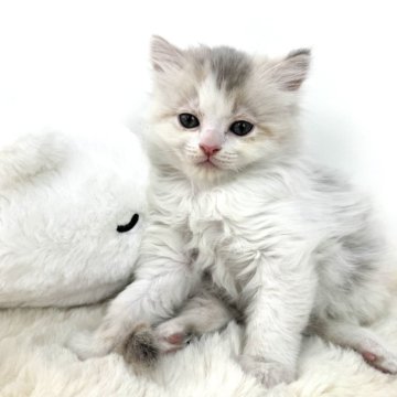 マンチカン(長足)【茨城県・女の子・2025年1月23日・ダイリュートキャリコ】の写真「あたち、、甘えん坊です・・・」