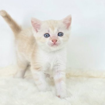 マンチカン(長足)【茨城県・女の子・2025年5月29日・クリームホワイト】の写真「兄妹の中で１番は、魅力的なヒ・ト・ミ✨」
