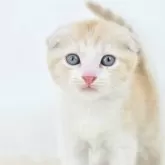 マンチカン(長足)