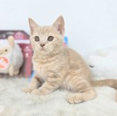 ブリティッシュショートヘア