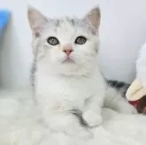 ジェネッタ