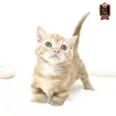 マンチカン(短足)