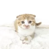 マンチカン(長足)
