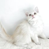 マンチカン(長足)