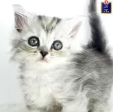 マンチカン(長足)