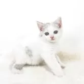マンチカン(長足)