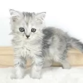 マンチカン(長足)