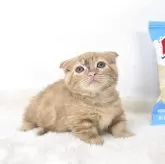 マンチカン(短足)