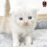 マンチカン(長足)