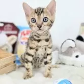 ベンガル
