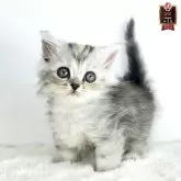 マンチカン(長足)