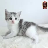 マンチカン(長足)