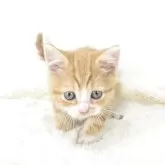 マンチカン(長足)