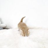 マンチカン