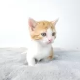 マンチカン(短足)【茨城県・女の子・2025年1月8日・レッドタビーアンドホワイト】の写真2