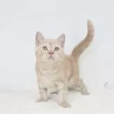 マンチカン(長足)【茨城県・男の子・2025年5月24日・クリームタビー】の写真2