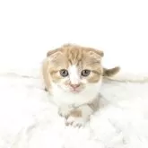 マンチカン(長足)【茨城県・女の子・2025年8月4日・レッドタビー&ホワイト】の写真2