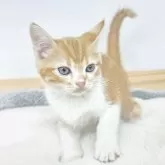 マンチカン(長足)【茨城県・男の子・2025年11月15日・レッドタビーアンドホワイト】の写真2