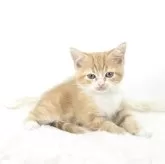 マンチカン(長足)【茨城県・男の子・2025年8月13日・レッドタビーアンドホワイト】の写真2