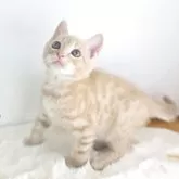 ジェネッタ【茨城県・男の子・2025年9月12日・クリームタビー】の写真2