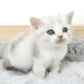 マンチカン(短足)【茨城県・女の子・2025年10月19日・ダイリュートキャリコ】の写真3