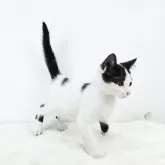 マンチカン(長足)【茨城県・男の子・2025年6月14日・ブラック&ホワイト】の写真3