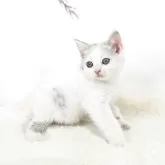 マンチカン(長足)【茨城県・女の子・2025年8月13日・ダイリュートキャリコ】の写真4