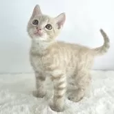 ジェネッタ【茨城県・男の子・2025年9月12日・クリームタビー】の写真4