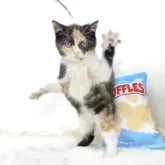 マンチカン(長足)【茨城県・女の子・2025年8月4日・キャリコ】の写真5