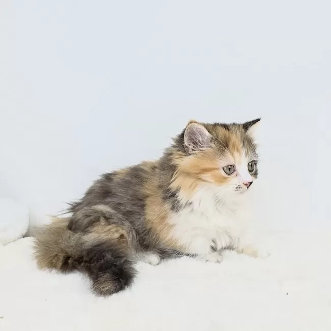 ねこきち 招き猫 Lサイズ｜純金製ガラスケース - HIKARI GALLERY｜高級