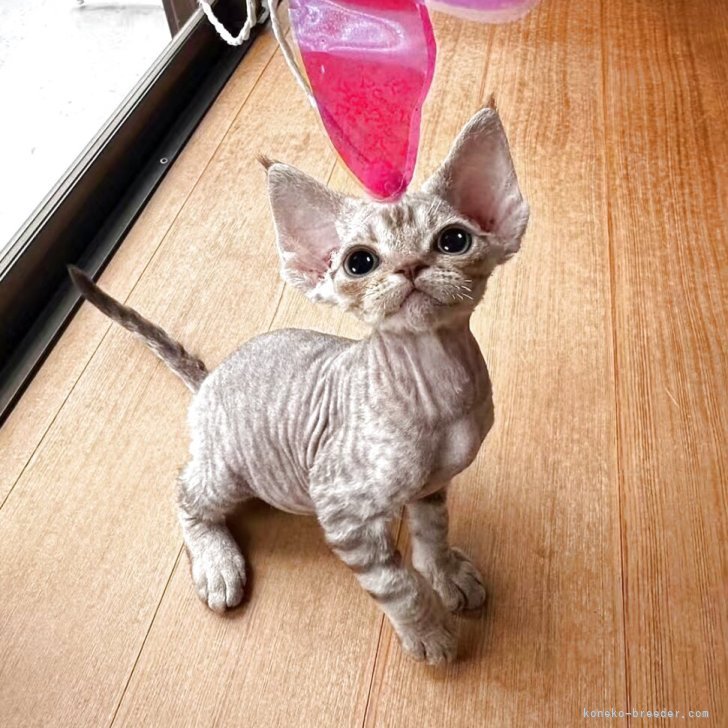 ブリーダー画像