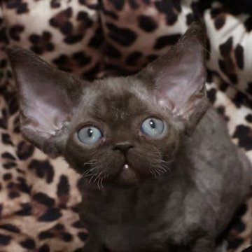 デボンレックス【東京都・女の子・2025年9月23日・ブラウン（柔らかい巻き毛。）】の写真「とても静かで、甘えん坊な性格です。」